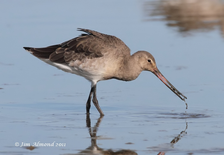 Black tailed Godwit  dribbling mud  Cley 27 9 11IMG_2017